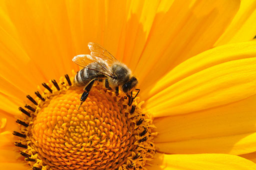 bee on a flower