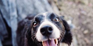 Healthy Coat and Teeth care Tips for Your Pet