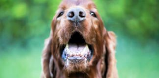 The Joys and Responsibilities of Pet Ownership