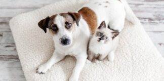 A dog and a cat side by side
