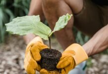 How to celebrate Earth Day 2024 Person planting a plant