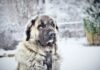 Dog sitting in the snow