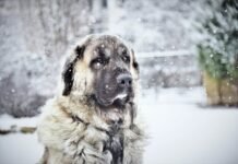 Keeping pets warm in the winter Dog sitting in the snow