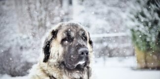 Keeping pets warm in the winter Dog sitting in the snow