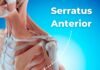 Serratus Anterior Exercises to Prevent Shoulder Pain